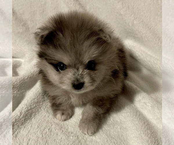 Medium Photo #5 Pomeranian Puppy For Sale in PORTLAND, ME, USA