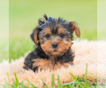 Puppy Cannoli AKC Yorkshire Terrier