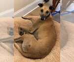 Small #2 Greyhound