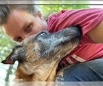 Small Photo #2 German Shepherd Dog-Unknown Mix Puppy For Sale in Atlanta, GA, USA