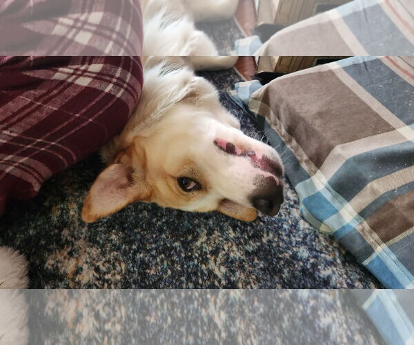 Medium Photo #4 Mutt Puppy For Sale in Farmington, MN, USA