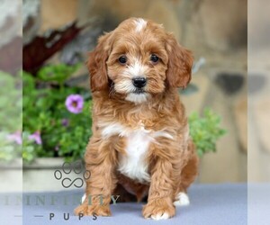 Cavapoo Puppy for sale in EAST EARL, PA, USA
