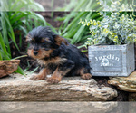 Small #3 Yorkshire Terrier