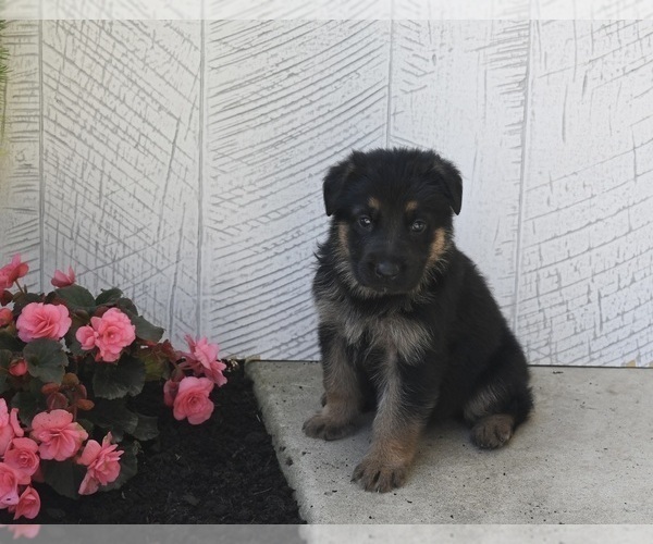 Medium Photo #5 German Shepherd Dog Puppy For Sale in MILLERSBURG, OH, USA