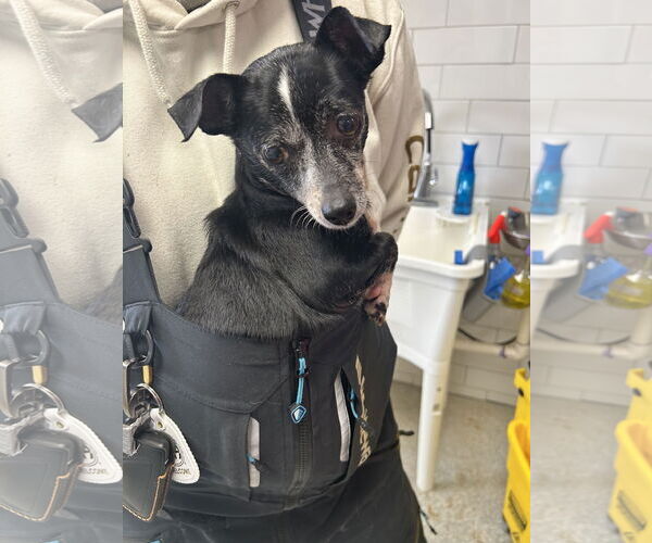 Medium Photo #1 Chihuahua-Unknown Mix Puppy For Sale in Virginia Beach, VA, USA