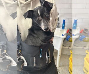 Chihuahua-Unknown Mix Dogs for adoption in Virginia Beach, VA, USA