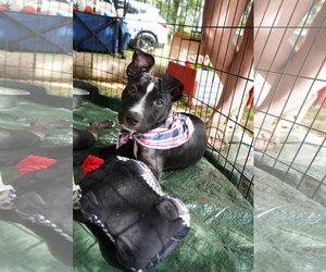 American Pit Bull Terrier-Unknown Mix Dogs for adoption in Holly Springs, NC, USA