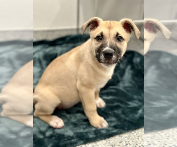 Medium Photo #1 American Pit Bull Terrier-Unknown Mix Puppy For Sale in Manahawkin, NJ, USA