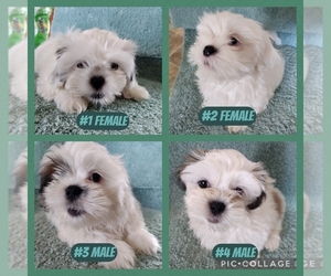 Shih Tzu Puppy for sale in MIDLAND, MI, USA