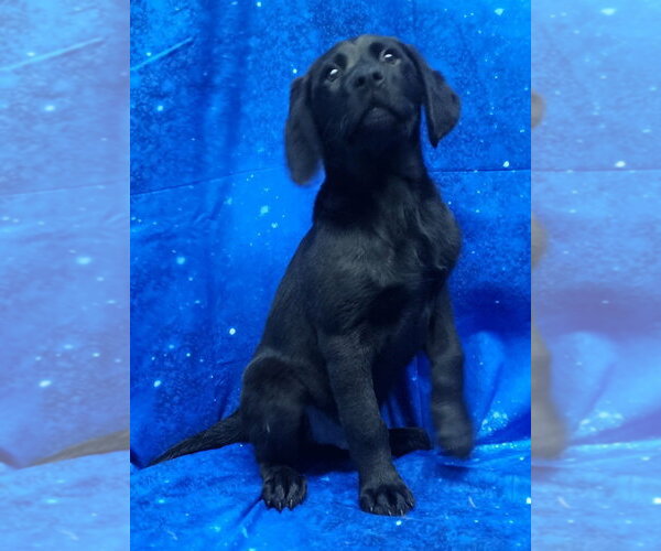 Medium Photo #1 Labrador Retriever-Unknown Mix Puppy For Sale in Wetumpka, AL, USA