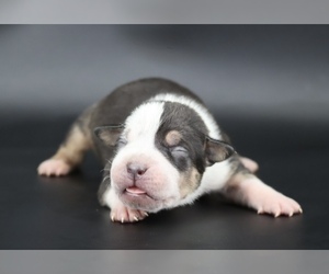 American Bully Puppy for sale in CHAMPAIGN, IL, USA