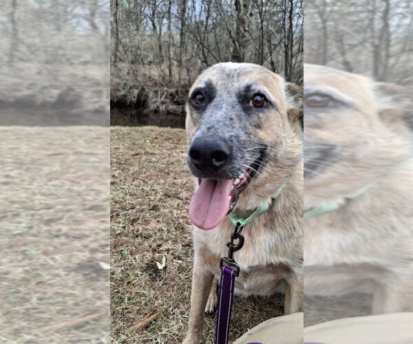 Medium Photo #11 Mutt Puppy For Sale in Sebec, ME, USA