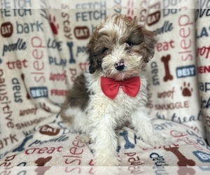 ShihPoo Puppy for sale in LAKELAND, FL, USA