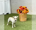 Small #3 Chihuahua