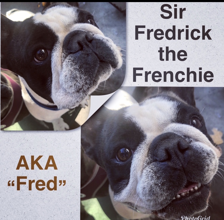 Medium Photo #1 French Bulldog Puppy For Sale in PALO ALTO, CA, USA