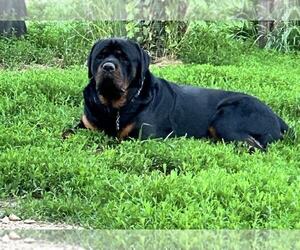 Father of the English Mastweiler puppies born on 06/17/2025
