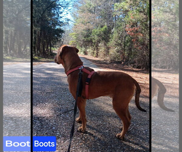 Medium Photo #6 Redbone Coonhound-Rhodesian Ridgeback Mix Puppy For Sale in Farmerville, LA, USA