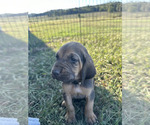 Small Photo #2 Bloodhound Puppy For Sale in SONORA, KY, USA