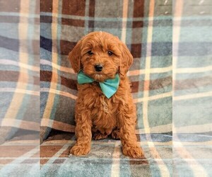 Goldendoodle Puppy for sale in GLEN ROCK, PA, USA