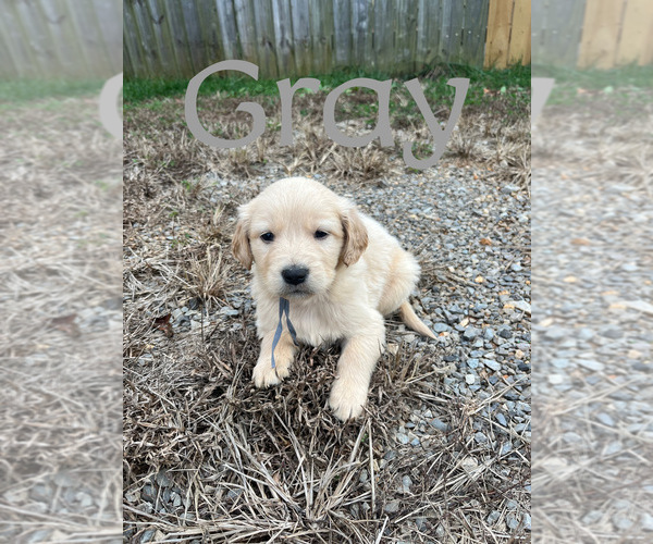 Medium Photo #1 Golden Retriever Puppy For Sale in LOUDON, TN, USA
