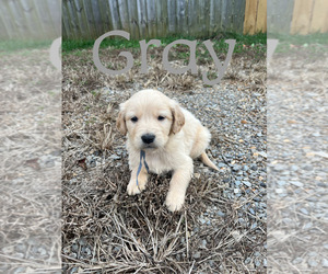 Golden Retriever Puppy for sale in LOUDON, TN, USA