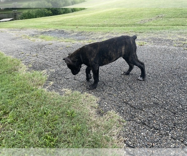 Medium Photo #15 Cane Corso Puppy For Sale in MONTGOMERY, AL, USA