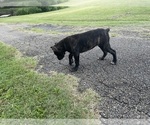 Small #14 Cane Corso