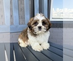 Small #3 Shih Tzu