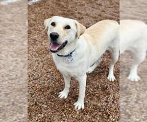 Labrador Retriever Dogs for adoption in Fort Collins, CO, USA