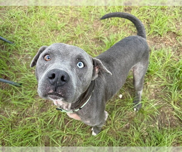 Medium Photo #2 Mutt Puppy For Sale in Ocala, FL, USA