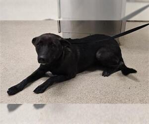 Mutt Dogs for adoption in Riverside, CA, USA