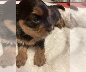 Yorkshire Terrier Puppy for sale in JOHNSTOWN, PA, USA