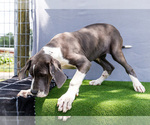 Small Photo #3 Great Dane Puppy For Sale in WAKARUSA, IN, USA