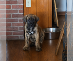 Image preview for Ad Listing. Nickname: Dakota