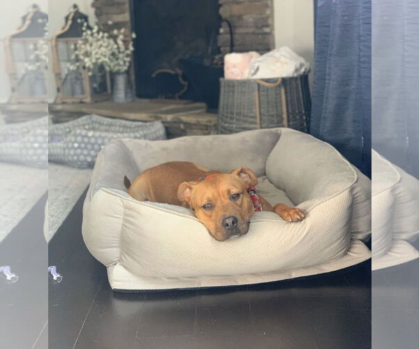 Medium Photo #18 Staffordshire Bull Terrier-Unknown Mix Puppy For Sale in Calhoun, GA, USA