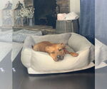 Small #17 Staffordshire Bull Terrier Mix
