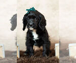 Small Photo #7 Cockapoo Puppy For Sale in WARSAW, IN, USA