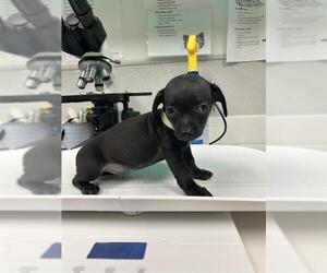 Chihuahua Dogs for adoption in Rosenberg, TX, USA