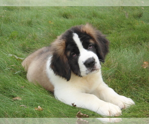 View Ad: Saint Bernard Puppy for Sale near Iowa, CANTRIL, USA. ADN-27829