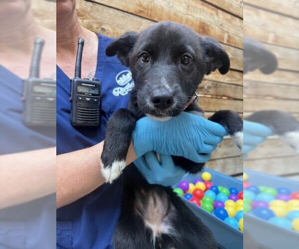 Medium Photo #1 Border Collie-Siberian Husky Mix Puppy For Sale in Brighton, CO, USA