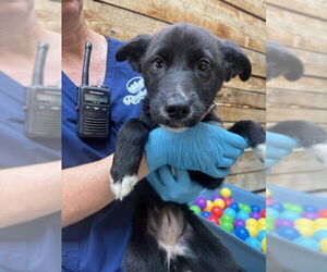 Border Collie-Siberian Husky Mix Dogs for adoption in Brighton, CO, USA