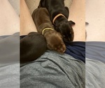 Small Photo #13 Doberman Pinscher Puppy For Sale in MACOMB TOWNSHIP, MI, USA