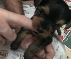 Yorkshire Terrier Puppy for sale in BUNNELL, FL, USA