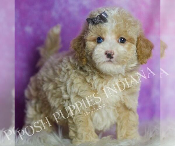 Medium Photo #116 Poodle (Toy) Puppy For Sale in WARSAW, IN, USA