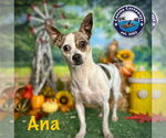 Small #6 Rat Terrier Mix