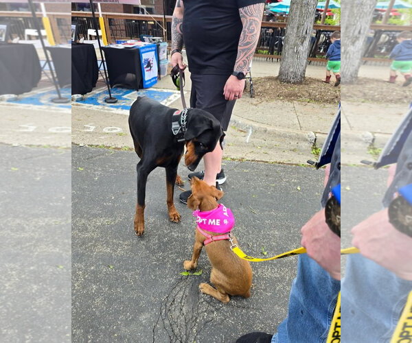 Medium Photo #3 Dachshund-Doberman Pinscher Mix Puppy For Sale in Buffalo, MN, USA