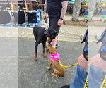 Small #2 Dachshund-Doberman Pinscher Mix