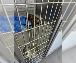 Mutt Dogs for adoption in Norfolk, VA, USA