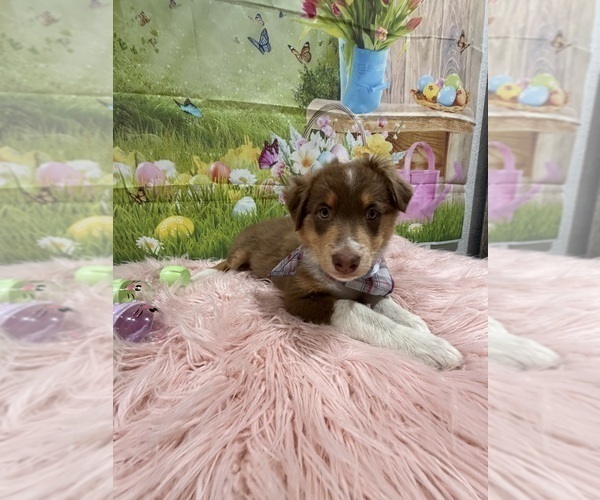 Medium Photo #15 Australian Shepherd Puppy For Sale in NEW BRAUNFELS, TX, USA