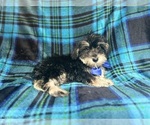 Small #6 Schnauzer (Miniature)